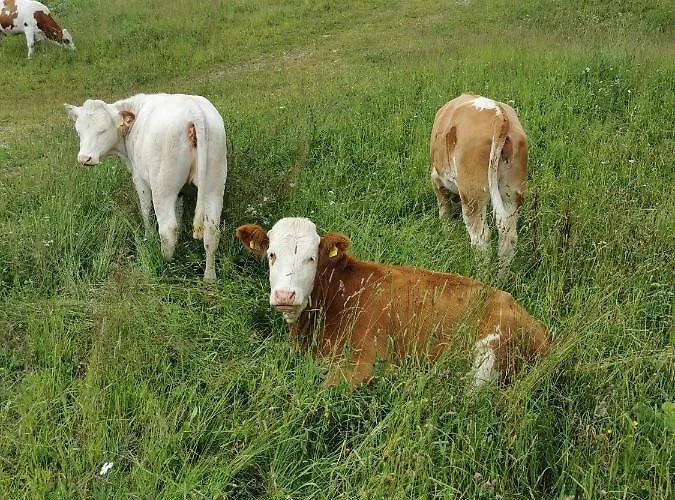 Alpengasthof Tanzstatt Kro Lachtal